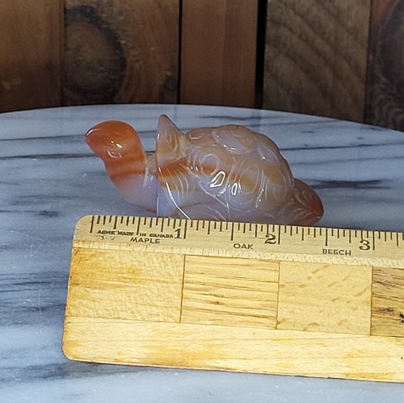 Xarnelian Land Tortoise - Picture 6 of 16